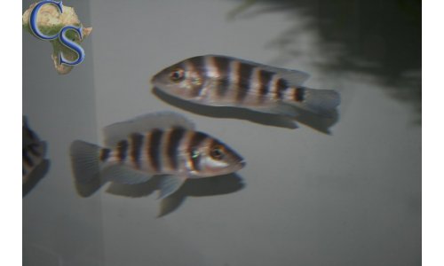 Neolamprologus sexfasciatus blau